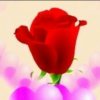 雪玫瑰的头像