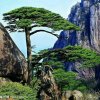 岩松的头像