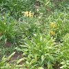茜草青青的头像