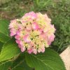 栀子花开（拒聊）的头像