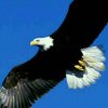 神鹰的头像