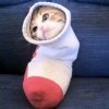 猫的果子的头像