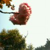念的头像