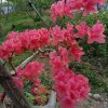 陌上青花的头像