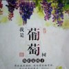葡萄树的头像
