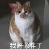 沈北｜光渡余生的头像