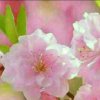 灿烂人生的头像