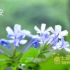 晨雨的头像