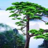 松竹梅的头像