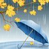 枫林听雨的头像