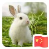 贵族♚副唱醉清锋的头像