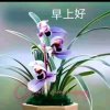 兰草的头像