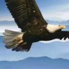 自由的雄鹰的头像