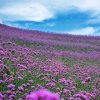 心雨的头像