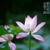 佛偌卍常和卍全家平安的头像
