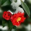蕊 思  雪的头像