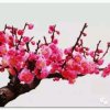 梅花的头像