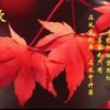 A花颜诱人醉ゝ的头像