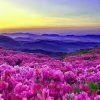   好运来 的头像