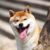 风向决定发型的头像