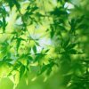 岁月如歌的头像