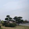 上善若水的头像