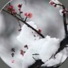 傲雪的头像