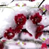 梅花飘雪的头像
