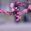  梅花的影子的头像