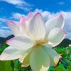 昭君的头像