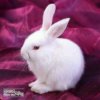 小白兔的头像