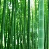 映月青荷的头像