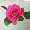 春暖花开的头像