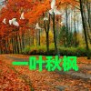 秋枫的头像