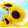 向日葵的头像