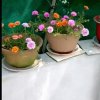 六六顺的头像