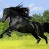 黒骏马的头像