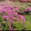 芙蓉的头像