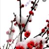 雪中凝梅的头像