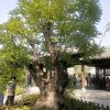 我爱我家的头像