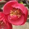 Sing_花火的头像