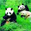 无名者♛的头像