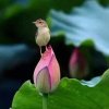 萍水相逢的头像