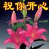 梦中百合的头像