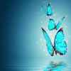 蝶舞的头像