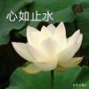 星歌缘分的头像