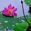 缘梦小鱼儿的头像