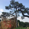 千言万语的头像