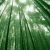 欧阳天风的头像