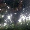 迎客松的头像